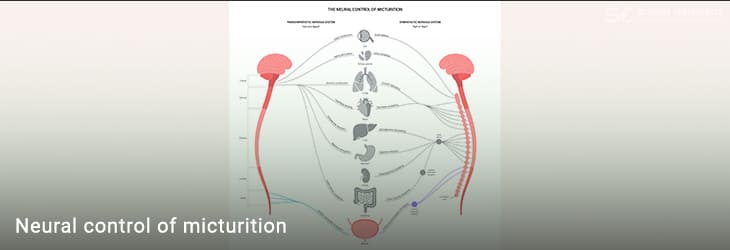 Neural Control of Micturition